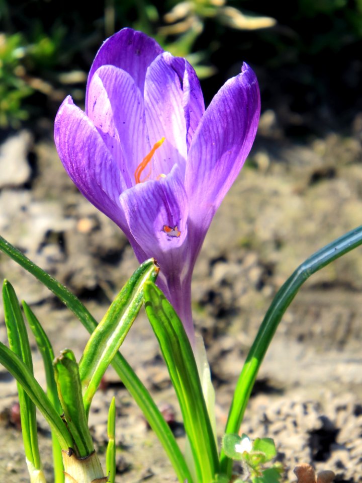 Crocus vernus cv. Kiev3