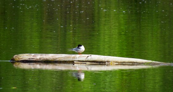 Sterna hirundo Pukhivka