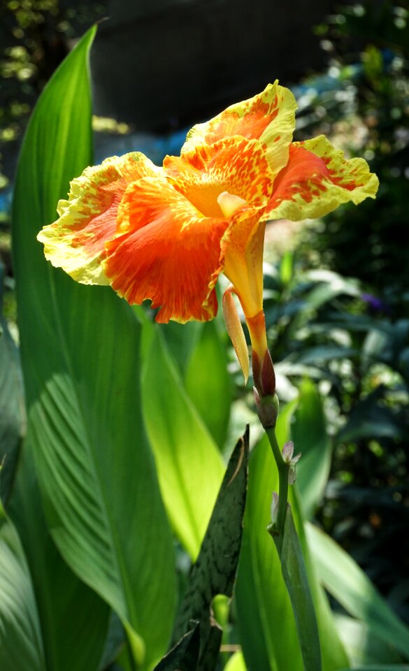 Red nature flower