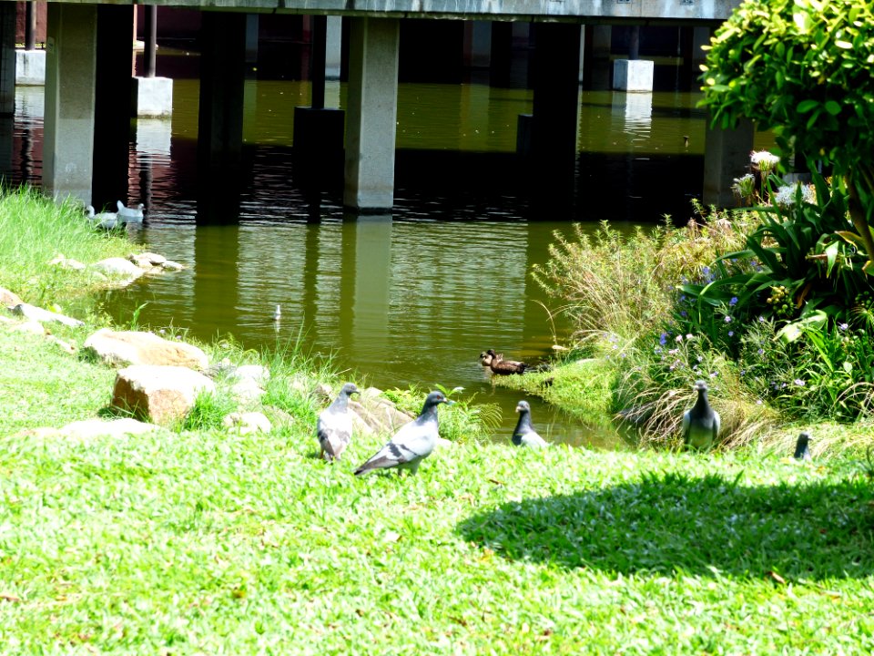 Doves and Ducks in West Pond Side 20130810