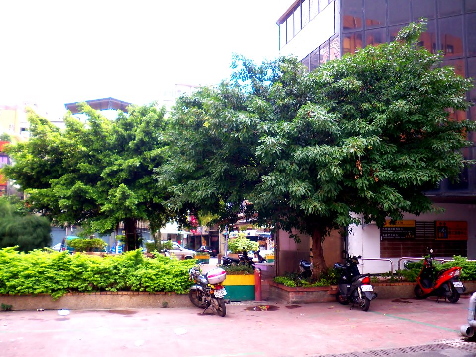 Street Trees in Yongle Market Northeast Corner 20110203