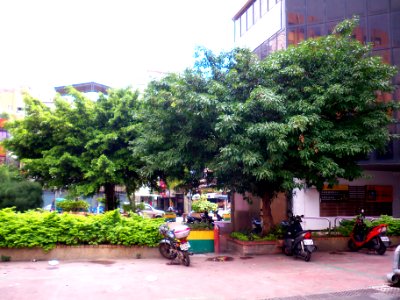 Street Trees in Yongle Market Northeast Corner 20110203