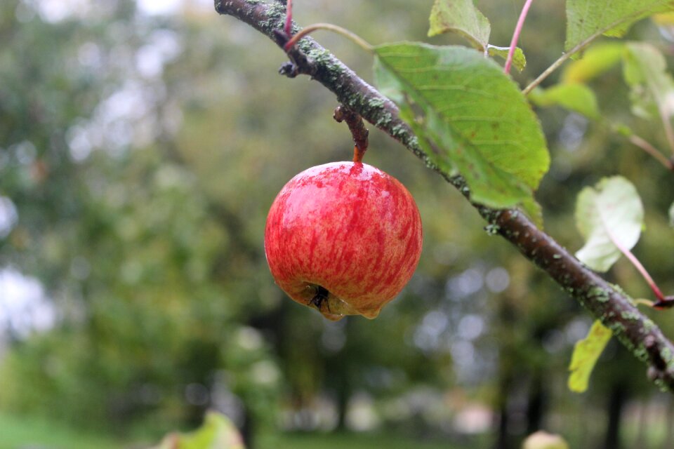Fruit healthy red