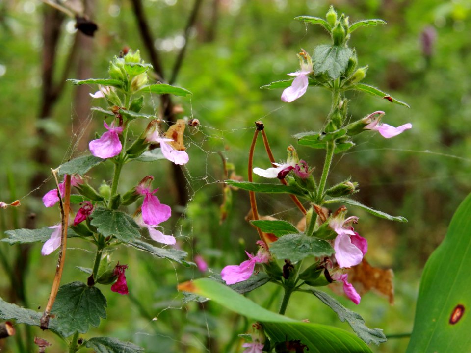 Teucrium chamaedrys Kiev3
