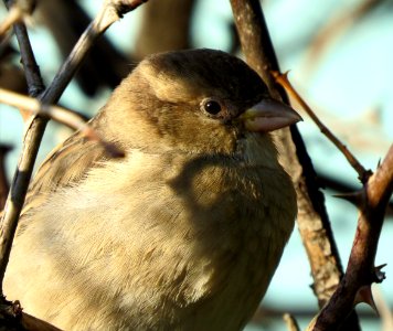 Sparrow in Kiev4