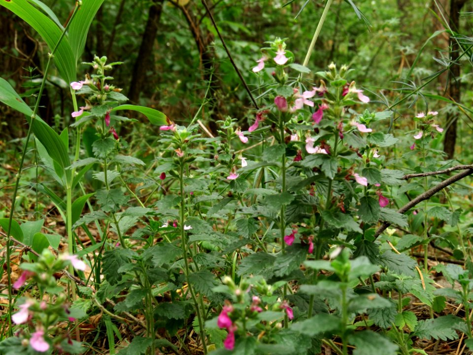 Teucrium chamaedrys Kiev2