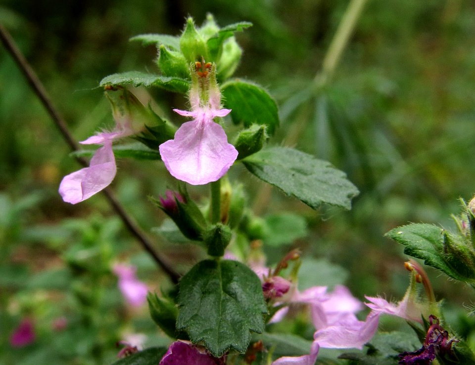 Teucrium chamaedrys Kiev1