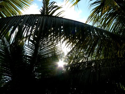 Sol a través de palmas