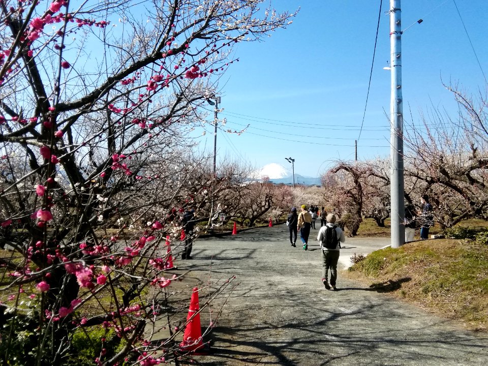 Soga-bairin 20210211 02