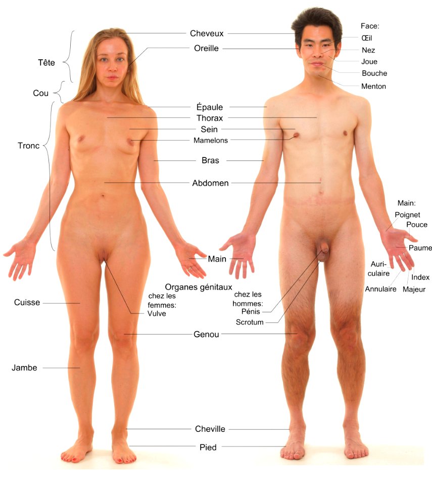 Vue antérieure de humain de sexe féminin et masculin