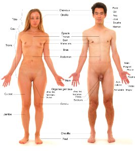 Vue antérieure de humain de sexe féminin et masculin