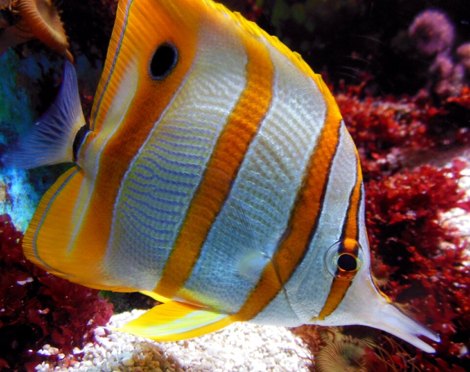 Koraal onderwater aquarium