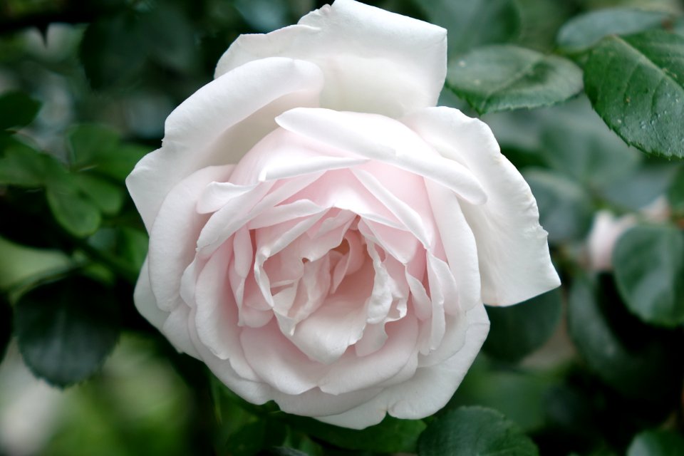 White rose with a touch of pink