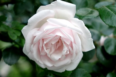 White rose with a touch of pink