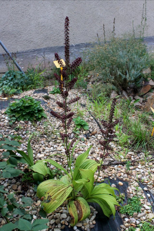 Veratrum nigrum 8272