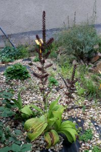 Veratrum nigrum 8272