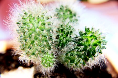 Nature flower close-up photo