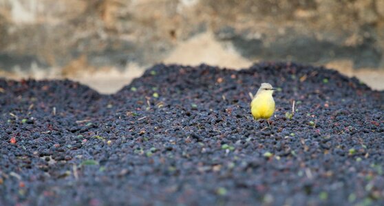 Dry processed coffee processing blue coffee
