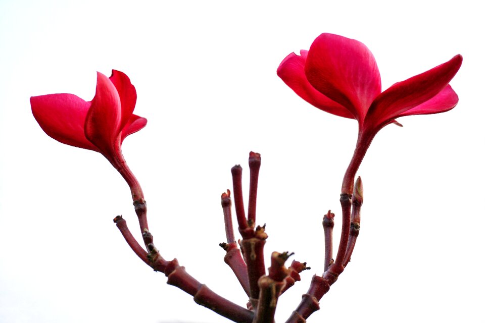 Frangipani red petal photo