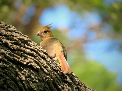 Bird immature wildlife