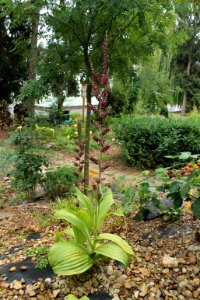Veratrum nigrum 6413