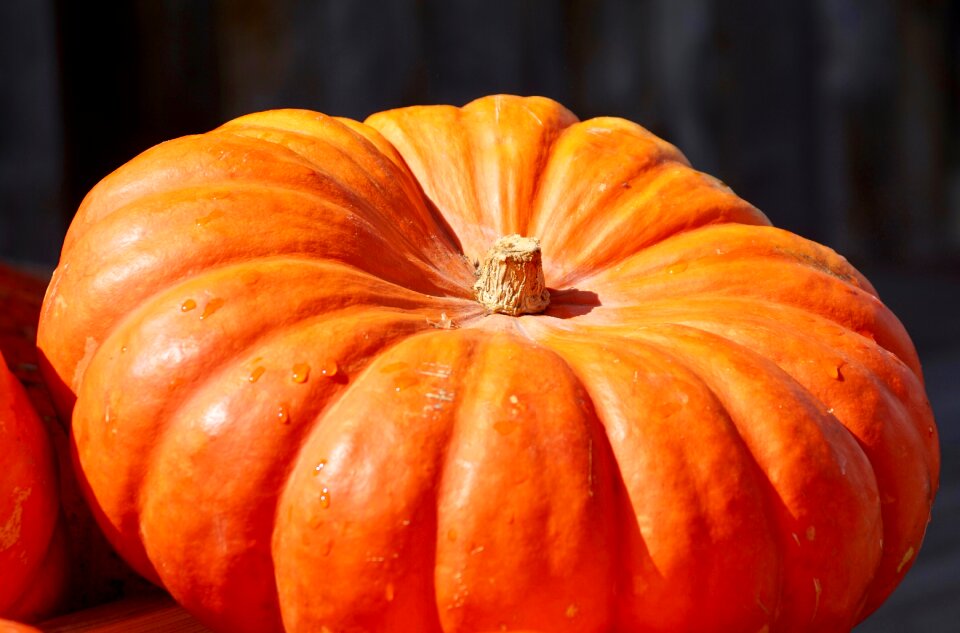 Halloween harvest fruit