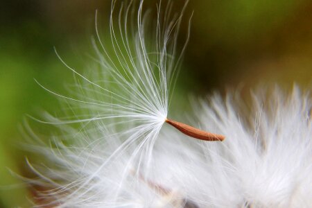 Dandelion plant flower