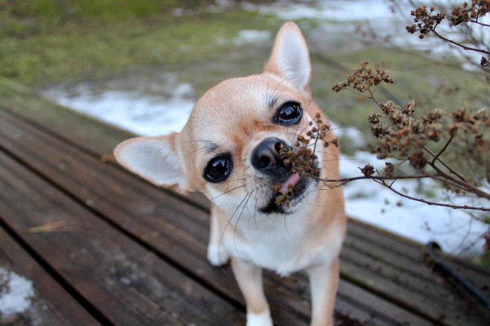 Dog mammal nature