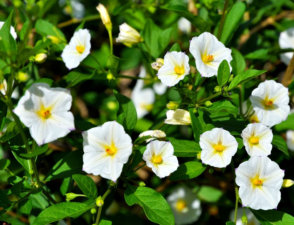 Lycianthes sp. (flowers and buds) in Territoire de Belfort, France