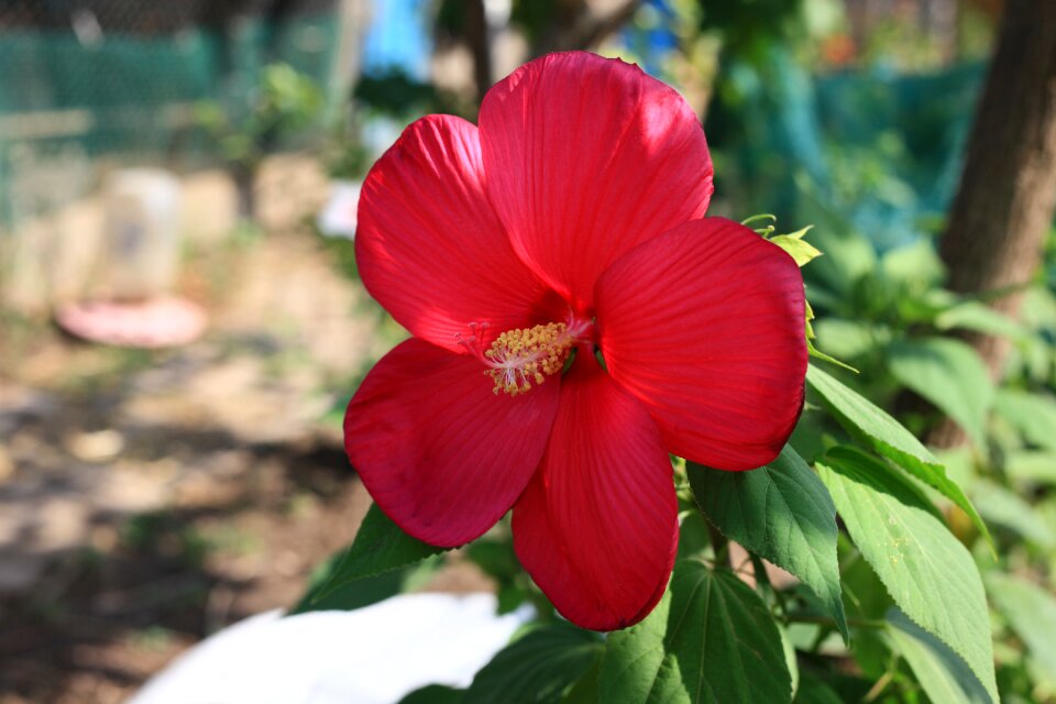 Garden flower closeup bright