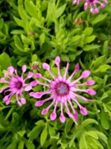 Osteospermum x Whirligig