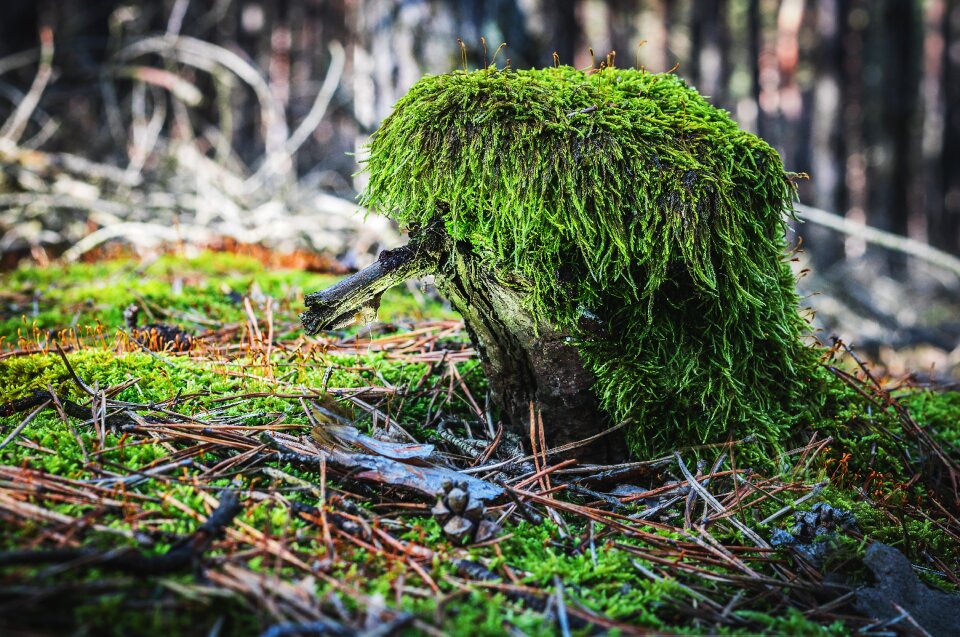 Tree trunk wood gras