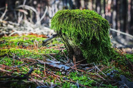 Tree trunk wood gras photo