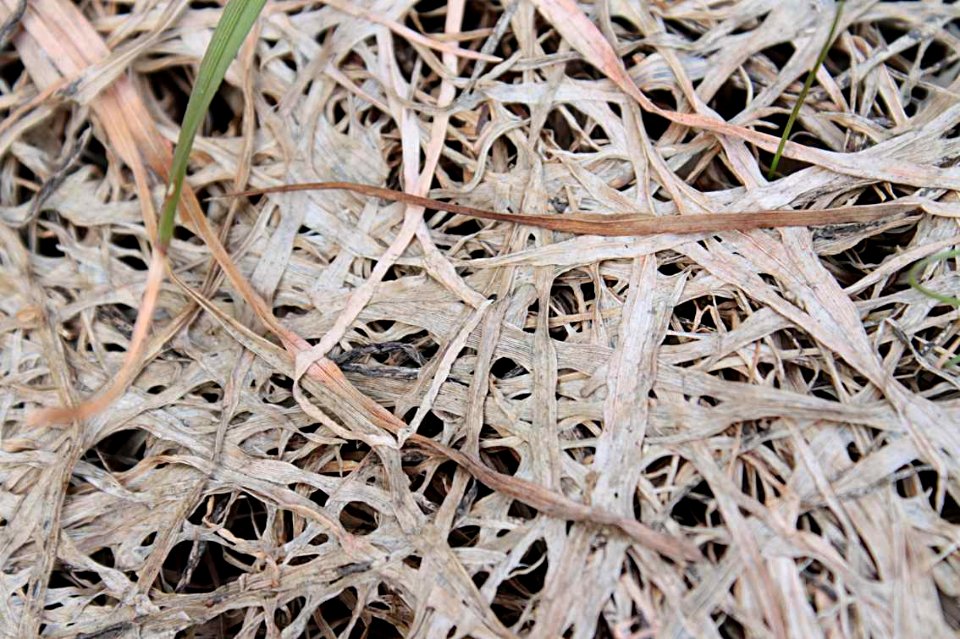 Monographella nivalis-close-up-2
