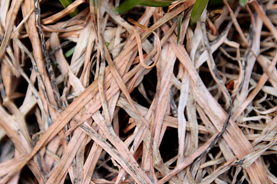 Monographella nivalis-close-up-1