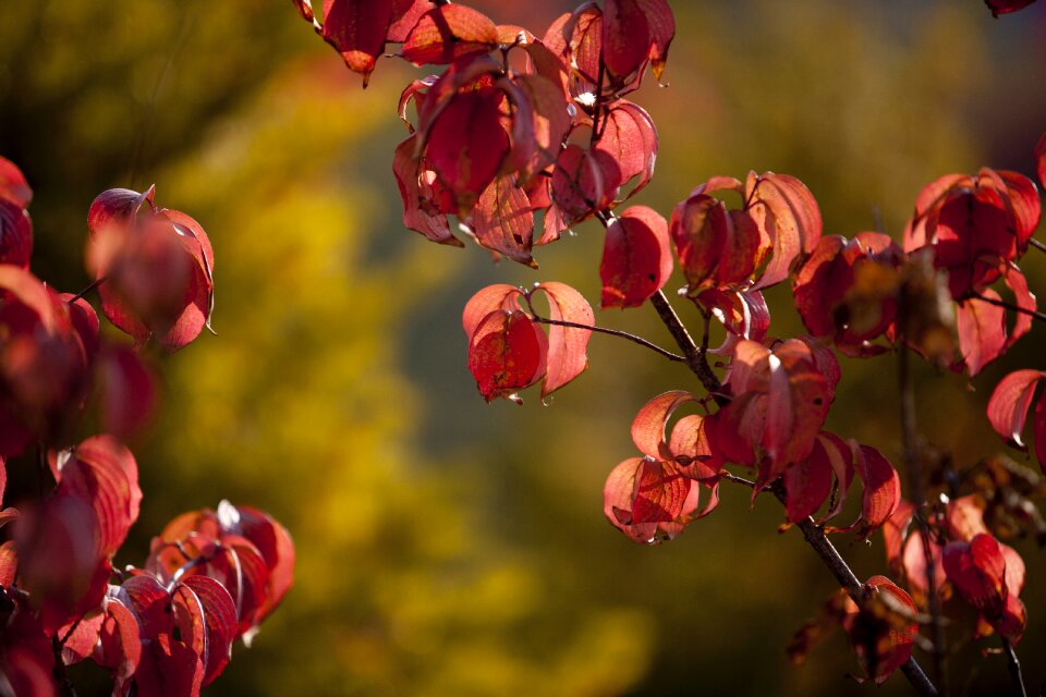 Nature the leaves wood