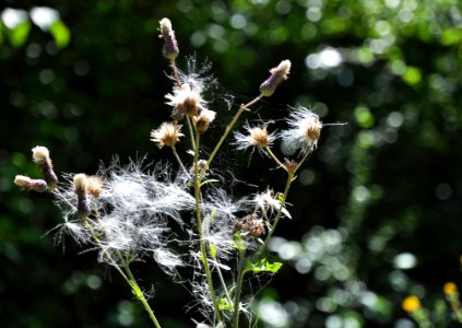 Pappus (botanique)