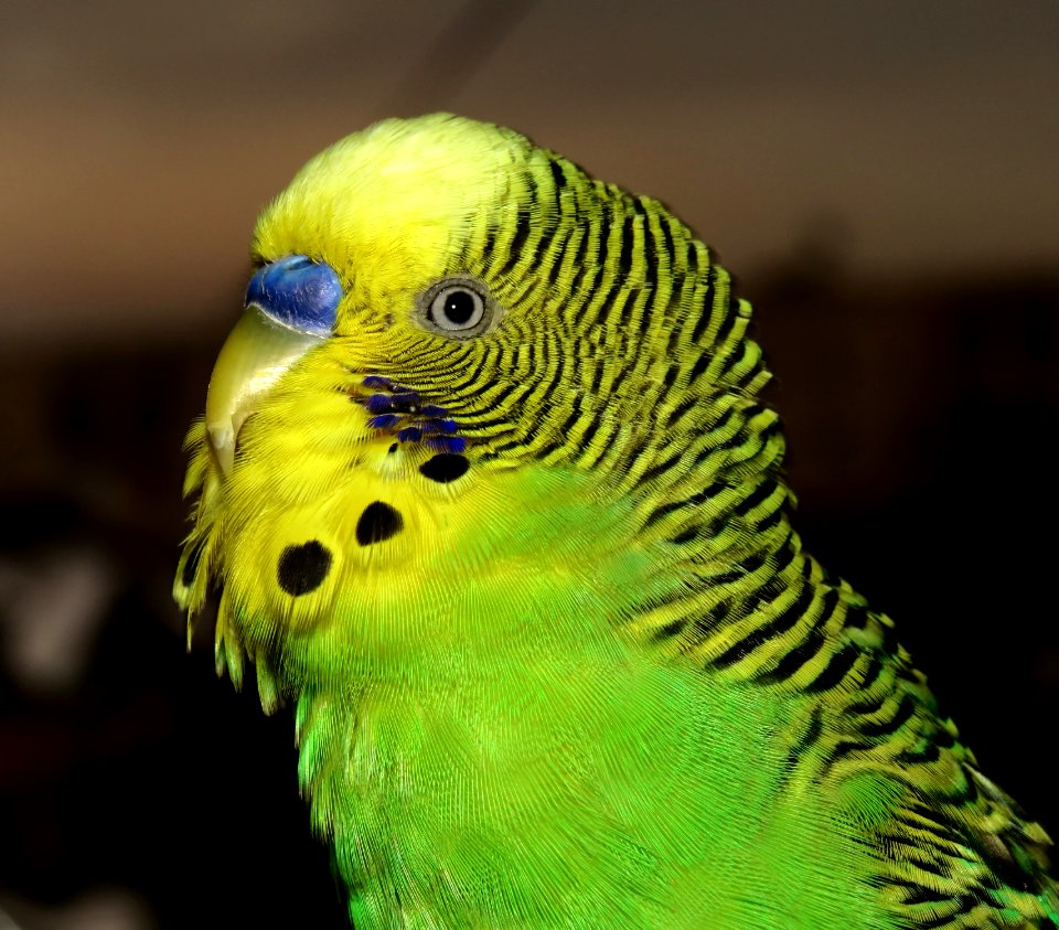 Melopsittacus undulatus Kiev1