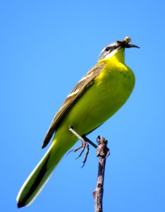 Motacilla flava Muromets3