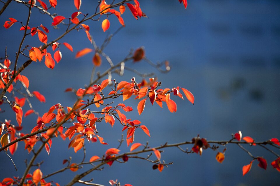Nature the leaves wood