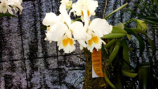 Picture Orchidaceae Collection II 03