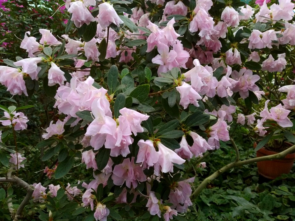 Rhododendron cv. Kiev Grishko 07