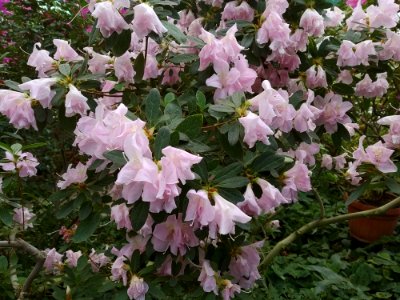 Rhododendron cv. Kiev Grishko 07