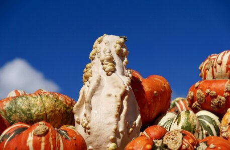 Decoration colorful harvest