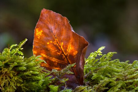 Forest nature close up photo