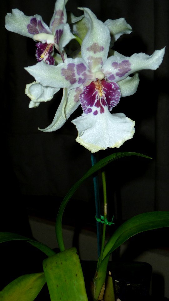 Picture Orchidaceae Collection III 13
