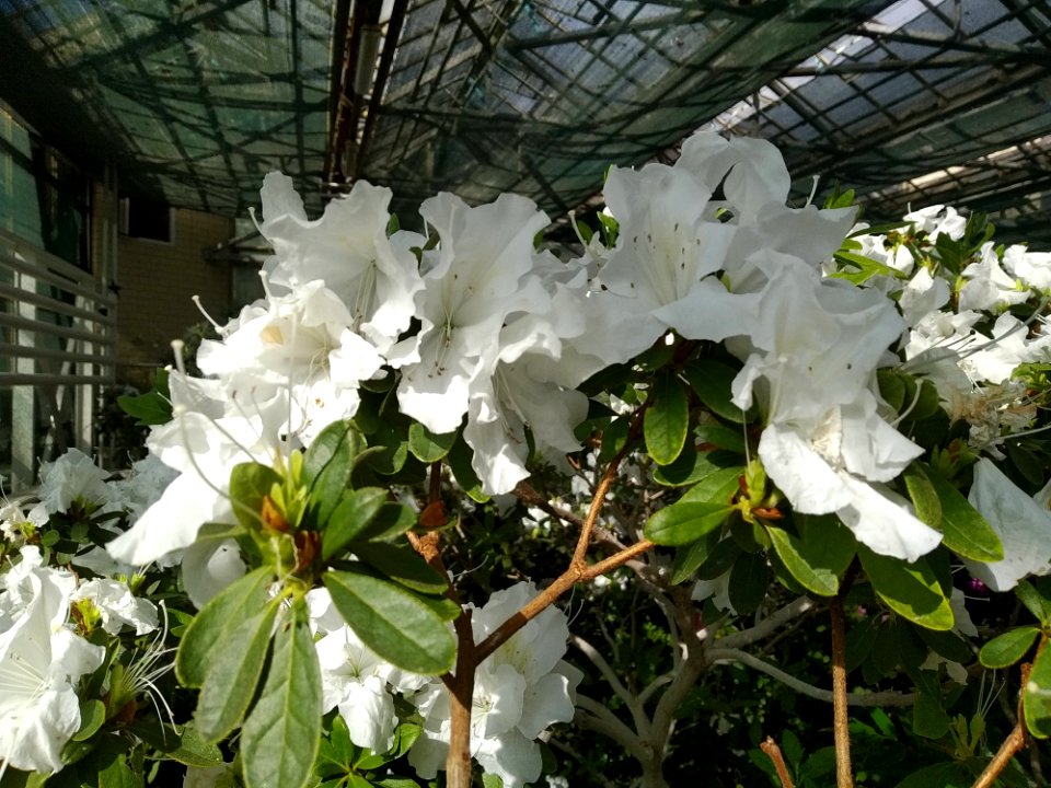 Rhododendron cv. Kiev Grishko 15