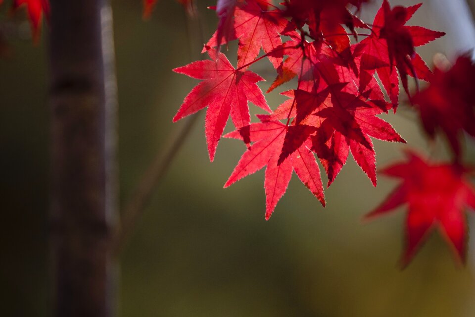 Nature the leaves wood