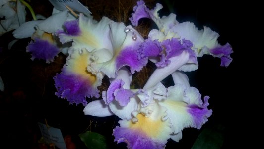 Picture Orchidaceae Collection 25