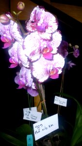 Picture Orchidaceae Collection 05